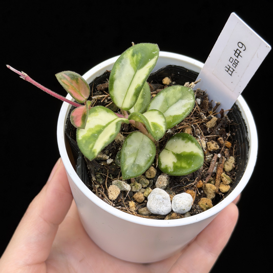 ホヤ　マチルダバリエガータ　斑入り 新商品 – inakougei