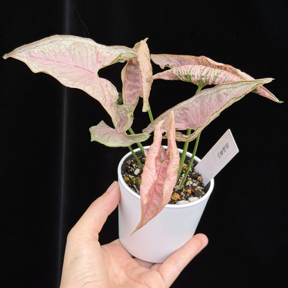 【一点もの】シンゴニウム ピンクローリー Syngonium Pink Rolli