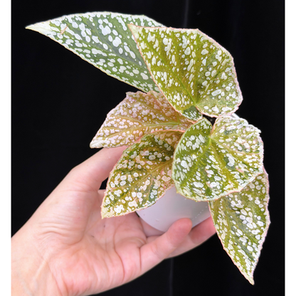 【一点もの】ベゴニア スノーキャップド ピンク斑入り Begonia Snow Capped variegata