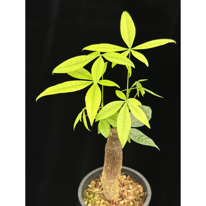 【一点もの】パキラ 4号 BLACK PLASTIC POT 受け皿付き ねこチップ