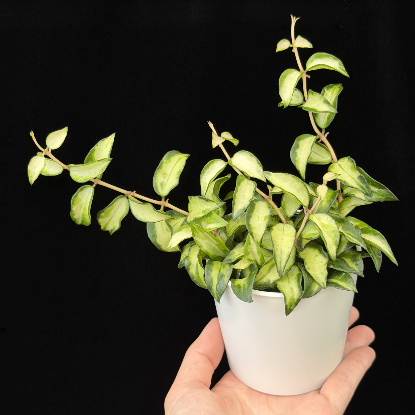 【一点もの販売】ホヤ ラクノサ ブルーノ Hoya Lacunosa Bruno