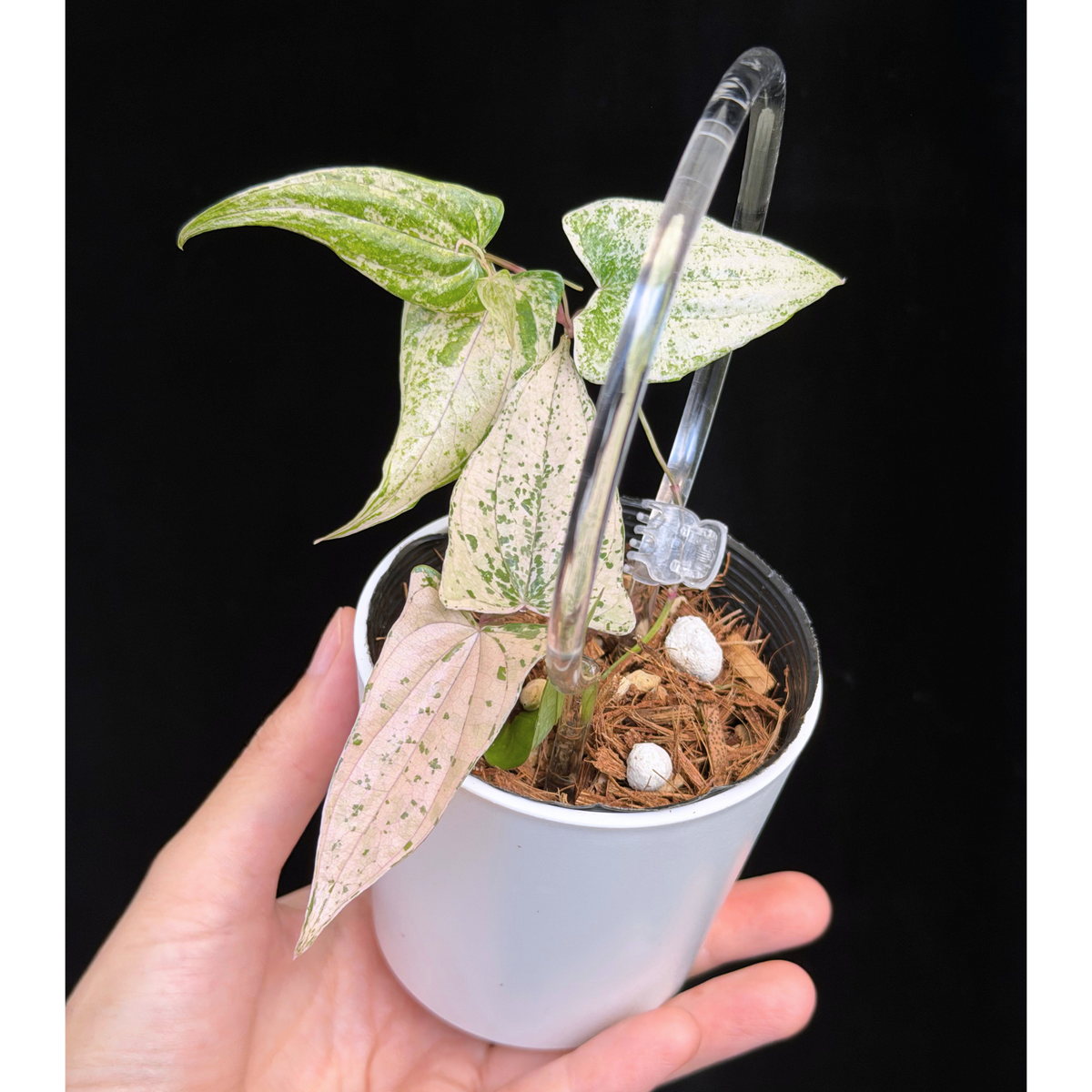 【一点もの】Dioscorea garrettii ‘Pixel’  クリア支柱Sサイズ仕立て ねこチップSS植え 激レア