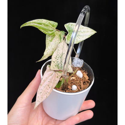 【一点もの】Dioscorea garrettii ‘Pixel’  クリア支柱Sサイズ仕立て ねこチップSS植え 激レア