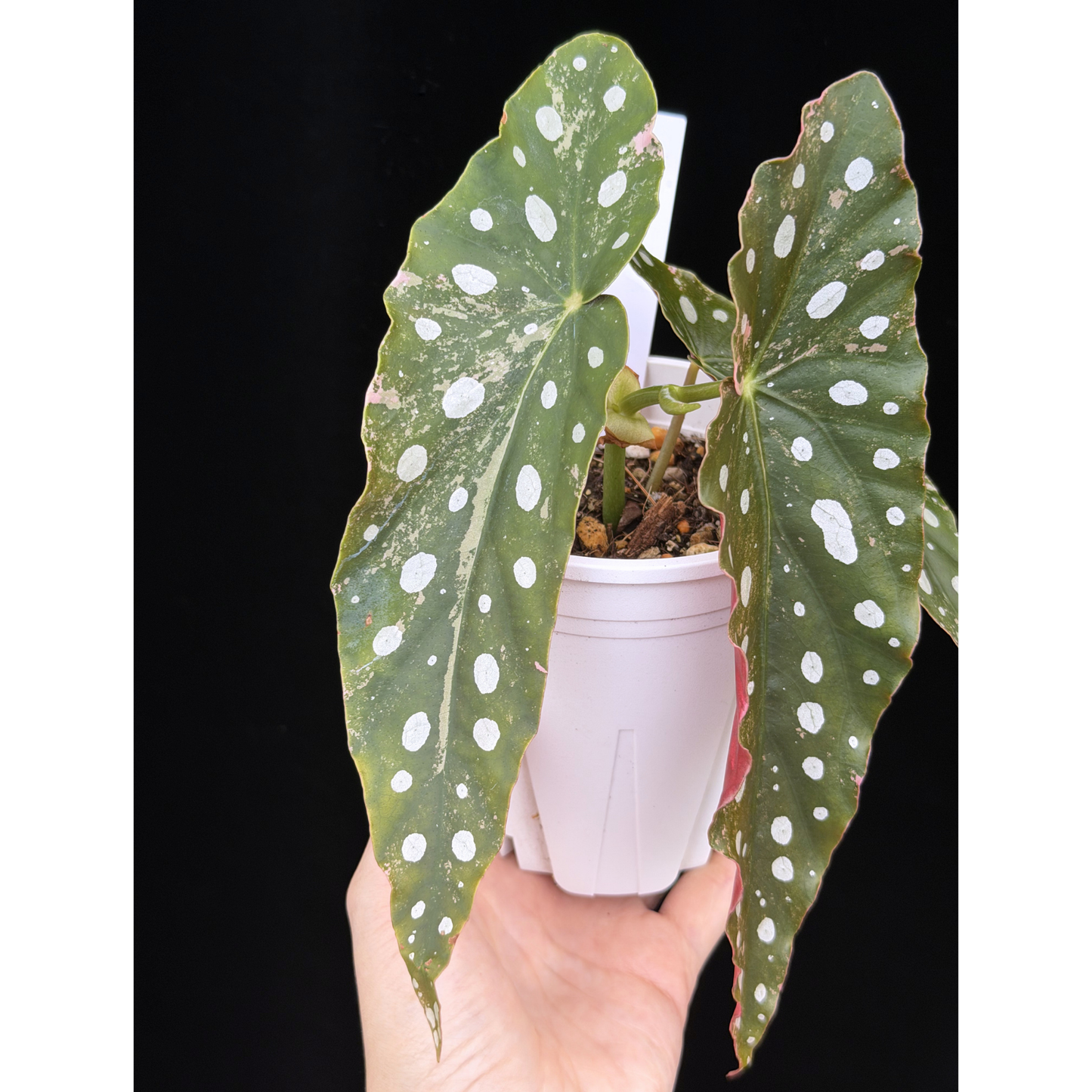 【一点もの】ベゴニア マクラータ ピンク 斑入り  希少 レア 14