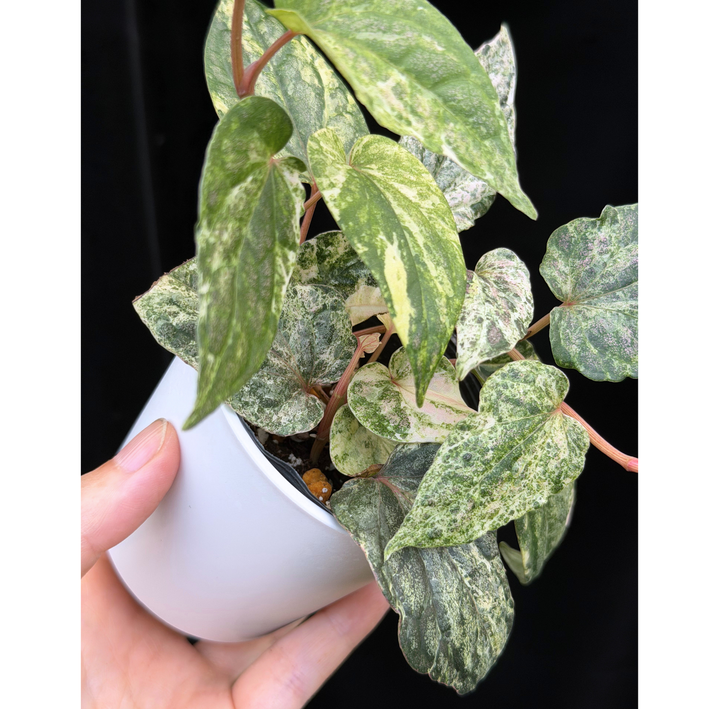 【一点もの】Piper sylvaticum variegated  ピペル シルバティクム 斑入り
