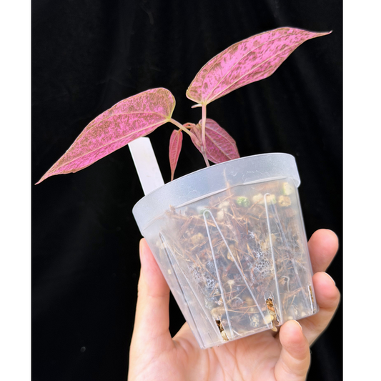 【一点もの】Dioscorea kerrii ‘Crape Color’　ねこチップSS植え 激レア