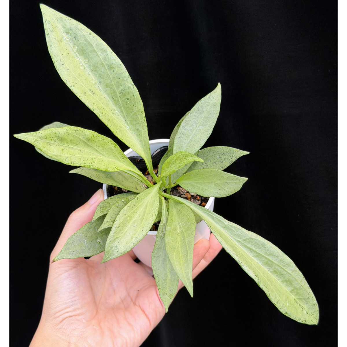 【一点もの】ホヤ・ニューギニアゴースト Hoya carnosa 'New Guinea Ghost'