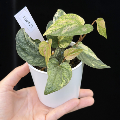 【一点もの】Piper sylvaticum variegated  ピペル シルバティクム斑入り 21