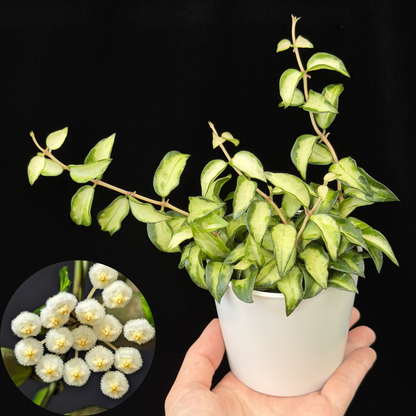 【一点もの販売】ホヤ ラクノサ ブルーノ Hoya Lacunosa Bruno