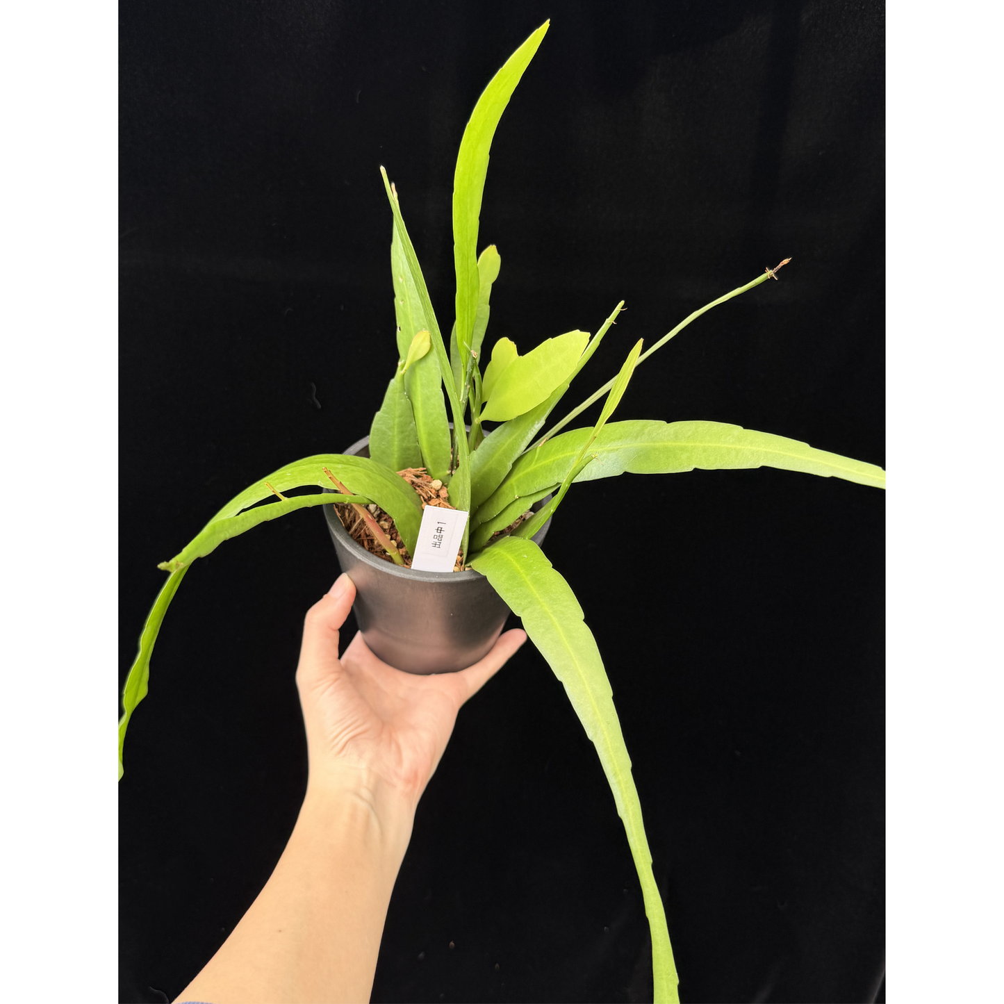 【一点もの】姫月下美人 4号 プラスチック鉢 BLACK PLASTIC POT 受け皿付き 1