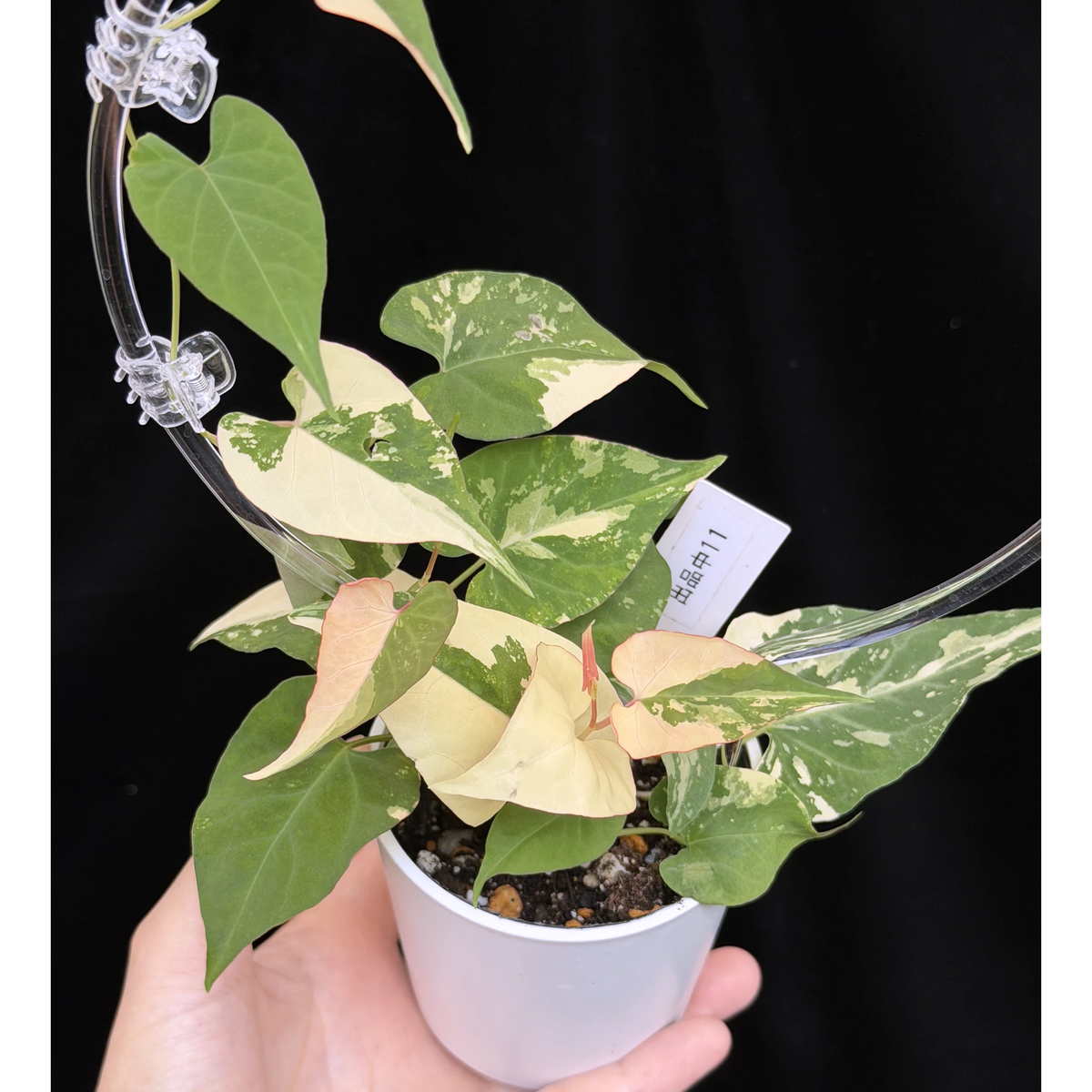 【一点もの】ファロピア マルチフローラ 斑入り クリア支柱Mサイズ仕立て Fallopia multiflora 'Variegata'　11