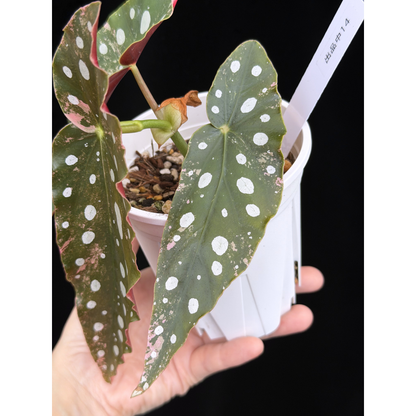 【一点もの】ベゴニア マクラータ ピンク 斑入り  希少 レア 14