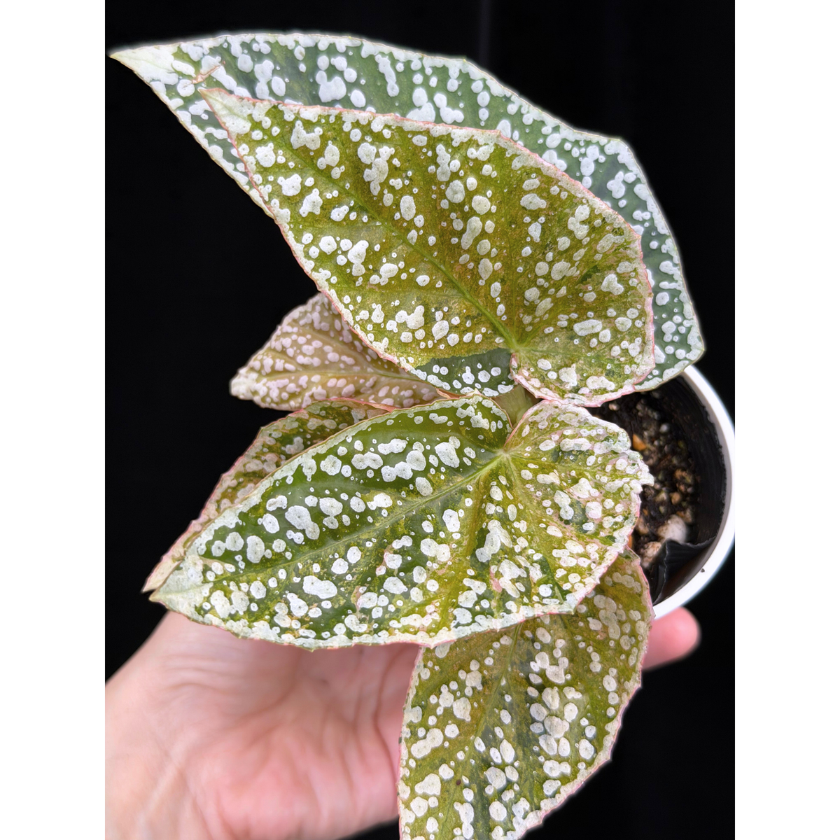 【一点もの】ベゴニア スノーキャップド ピンク斑入り Begonia Snow Capped variegata