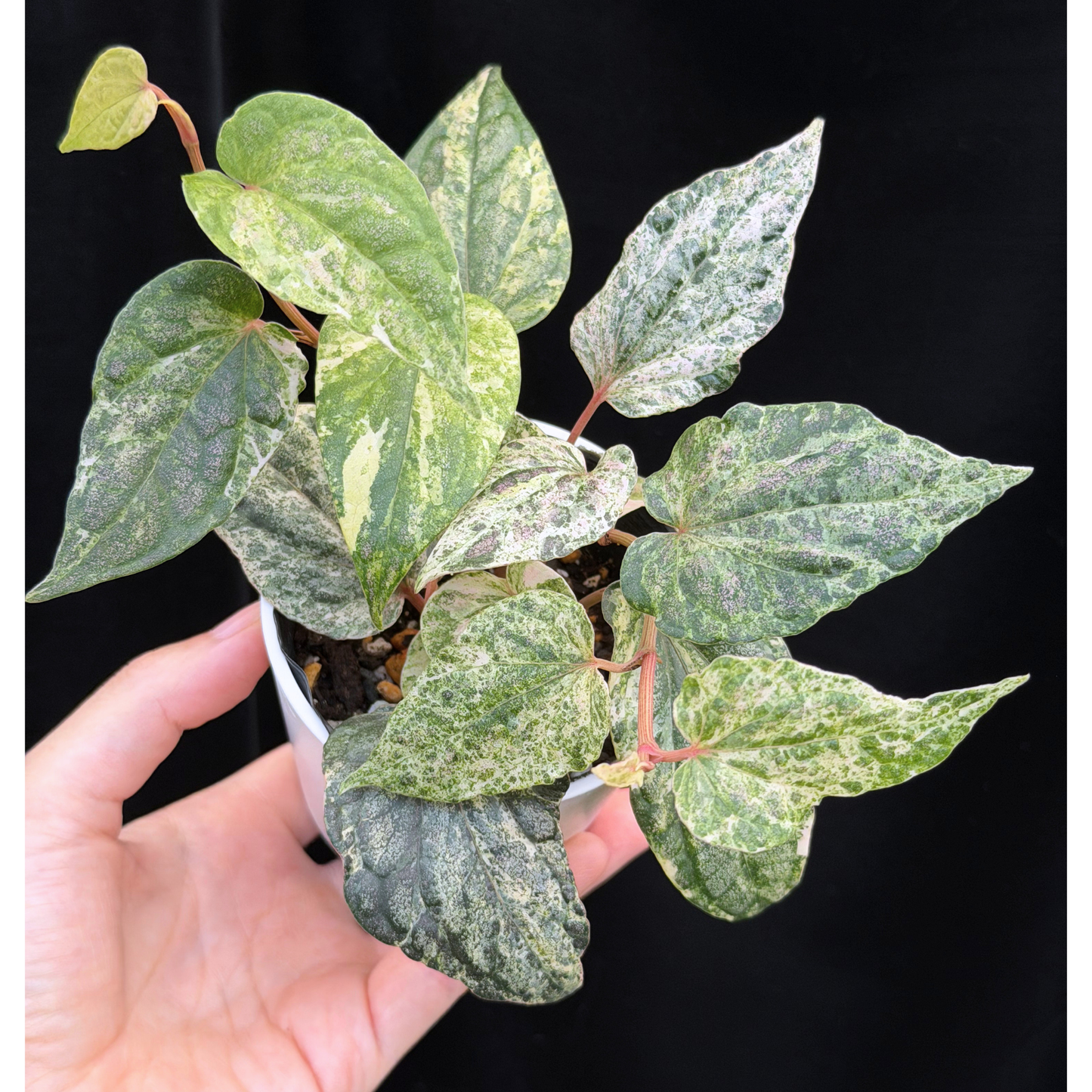 【一点もの】Piper sylvaticum variegated  ピペル シルバティクム 斑入り