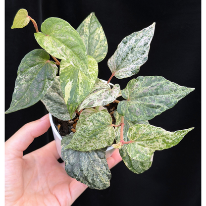 【一点もの】Piper sylvaticum variegated  ピペル シルバティクム 斑入り