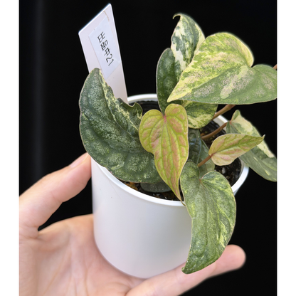 【一点もの】Piper sylvaticum variegated  ピペル シルバティクム斑入り 21