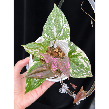【一点もの】Dioscorea garrettii ‘Crystal’ ディオスコレア ‘クリスタル’ ねこチップSS植え 激レア