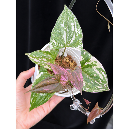 【一点もの】Dioscorea garrettii ‘Crystal’ ディオスコレア ‘クリスタル’ ねこチップSS植え 激レア