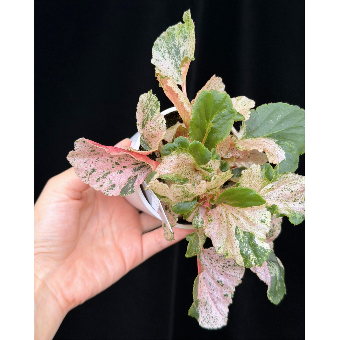 【一点もの】ベゴニア ククラータ ピンク斑入り begonia cucullata Pink variegated 希少 レア 3