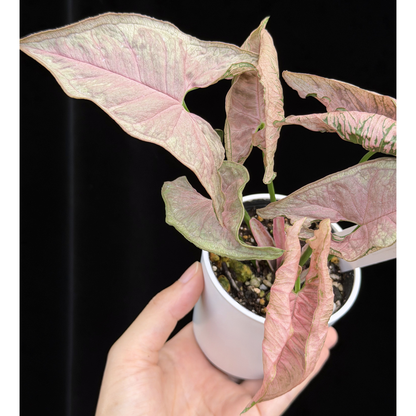 【一点もの】シンゴニウム ピンクローリー Syngonium Pink Rolli