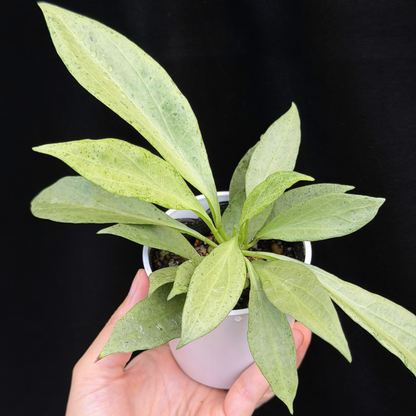 【一点もの】ホヤ・ニューギニアゴースト Hoya carnosa 'New Guinea Ghost'