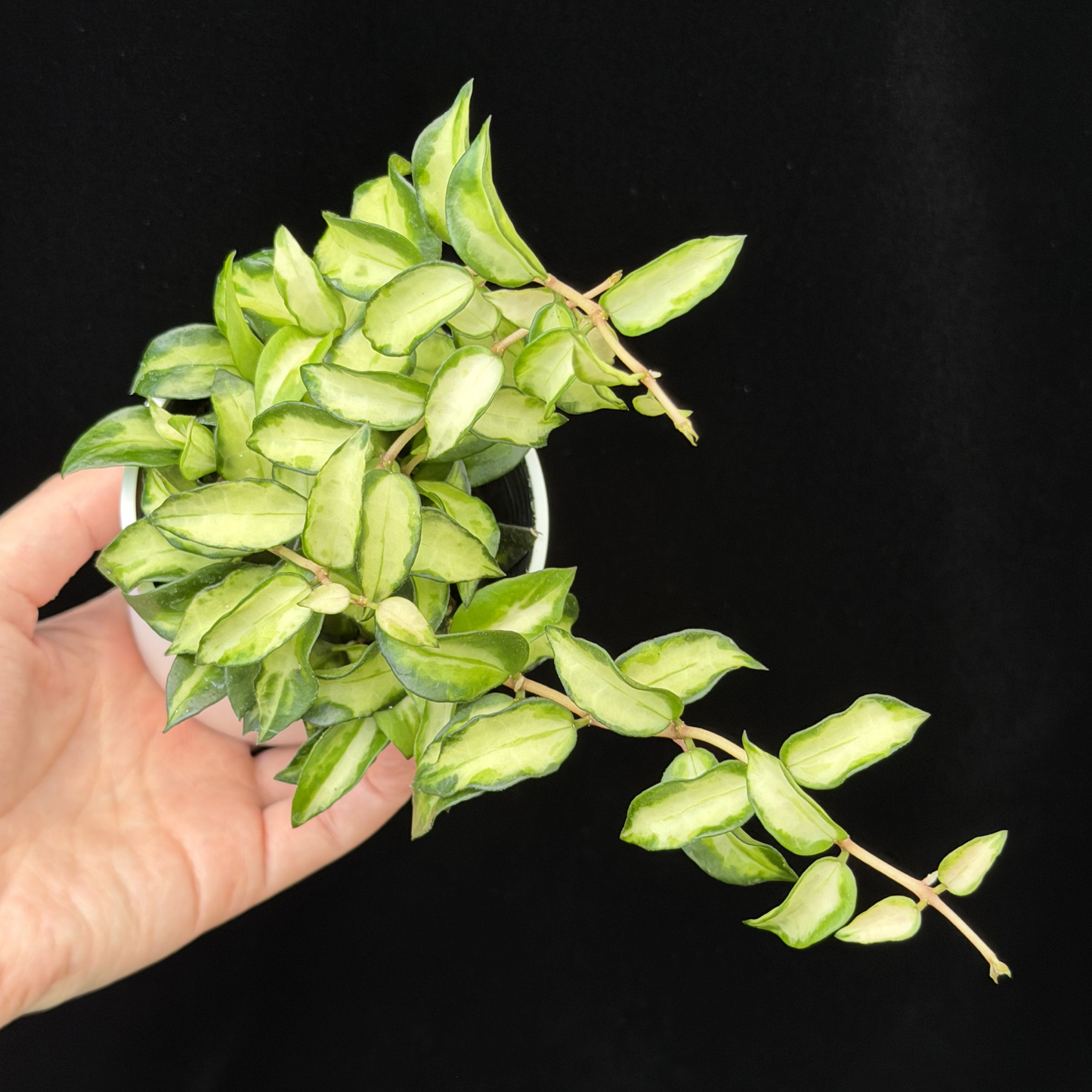 【一点もの販売】ホヤ ラクノサ ブルーノ Hoya Lacunosa Bruno