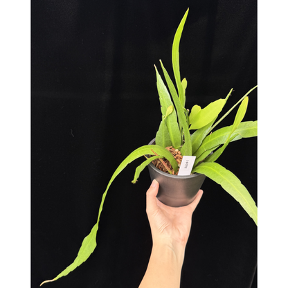 【一点もの】姫月下美人 4号 プラスチック鉢 BLACK PLASTIC POT 受け皿付き 1