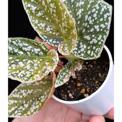 【一点もの】ベゴニア スノーキャップド ピンク斑入り Begonia Snow Capped variegata
