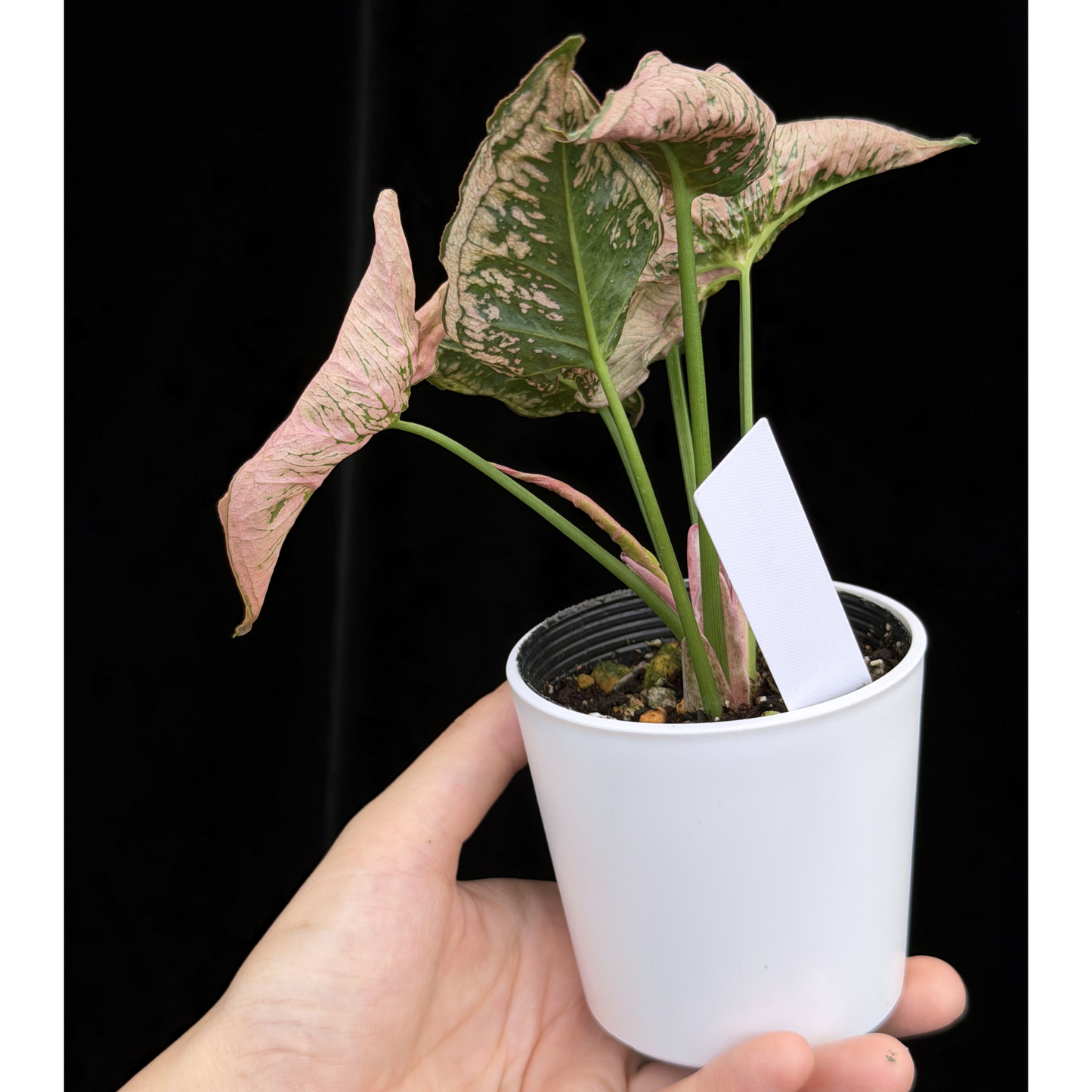 【一点もの】シンゴニウム ピンクローリー Syngonium Pink Rolli