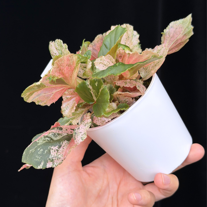 【一点もの】ベゴニア ククラータ ピンク斑入り begonia cucullata Pink variegated 希少 レア 3