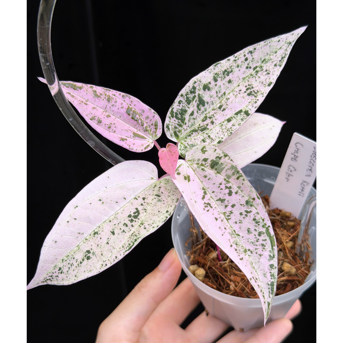 【一点もの】Dioscorea kerrii ‘Crape Color’ ねこチップSS植え クリア支柱Mサイズ仕立 激レア
