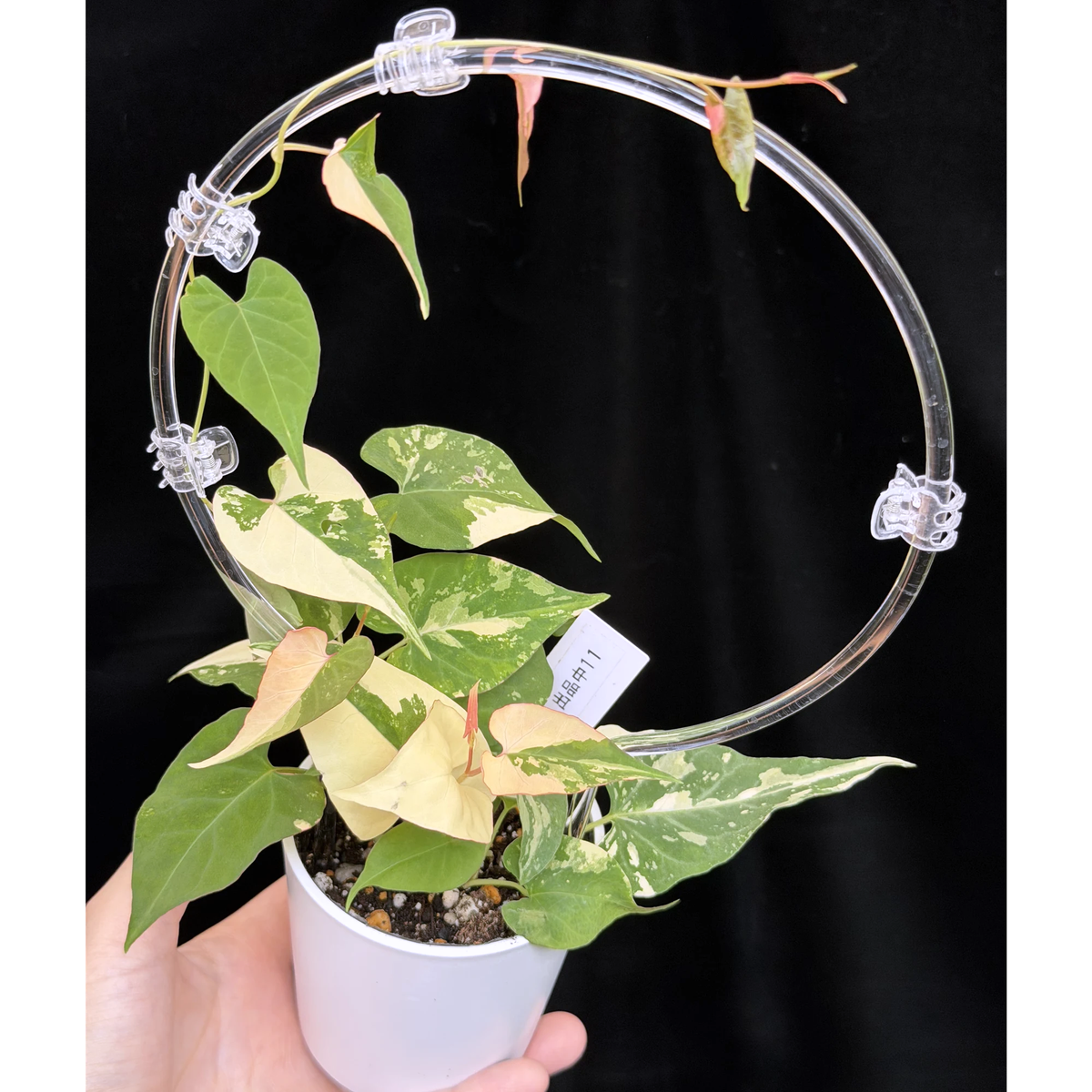 【一点もの】ファロピア マルチフローラ 斑入り クリア支柱Mサイズ仕立て Fallopia multiflora 'Variegata'　11