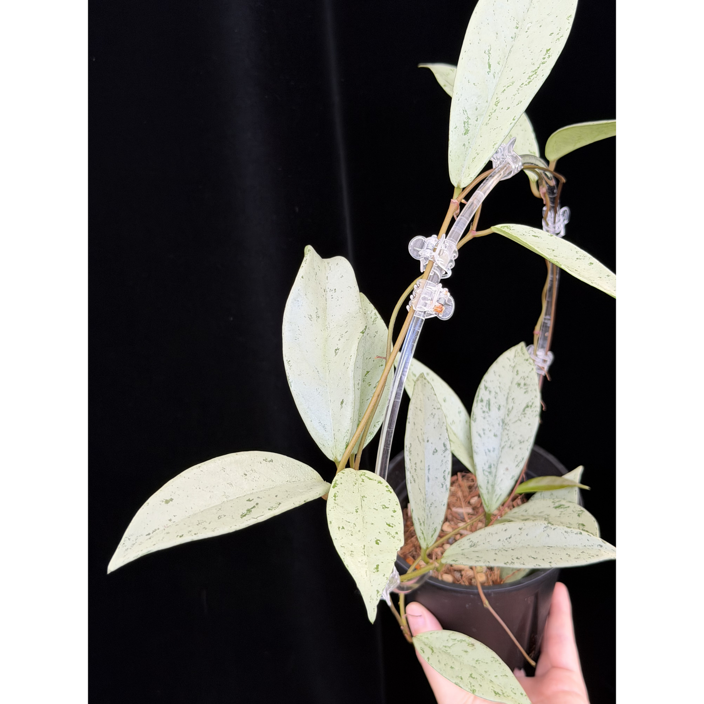 【一点もの】ホヤ プビカリクス シルバーゴースト 支柱仕立て Hoya Pubicalyx silver ghost 4号 スリット鉢 希少 レア ねこチップ