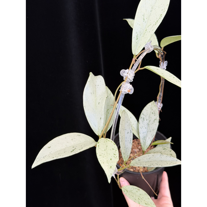 【一点もの】ホヤ プビカリクス シルバーゴースト 支柱仕立て Hoya Pubicalyx silver ghost 4号 スリット鉢 希少 レア ねこチップ