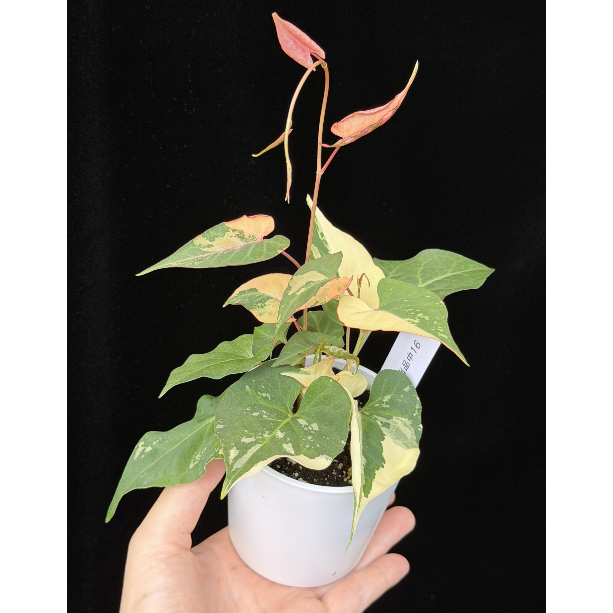 【一点もの販売】ファロピア マルチフローラ 斑入り Fallopia multiflora 'Variegata' 16 – inakougei