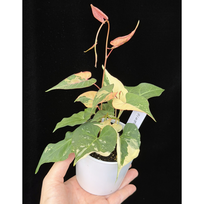 【一点もの販売】ファロピア マルチフローラ 斑入り Fallopia multiflora 'Variegata'   16