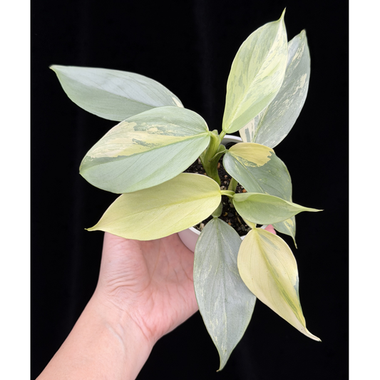 【一点もの】Philodendron Silver Sword Variegata 2本立 フィロデンドロン シルバーソード シルバーメタル ハスタータム 斑入り レア 希少