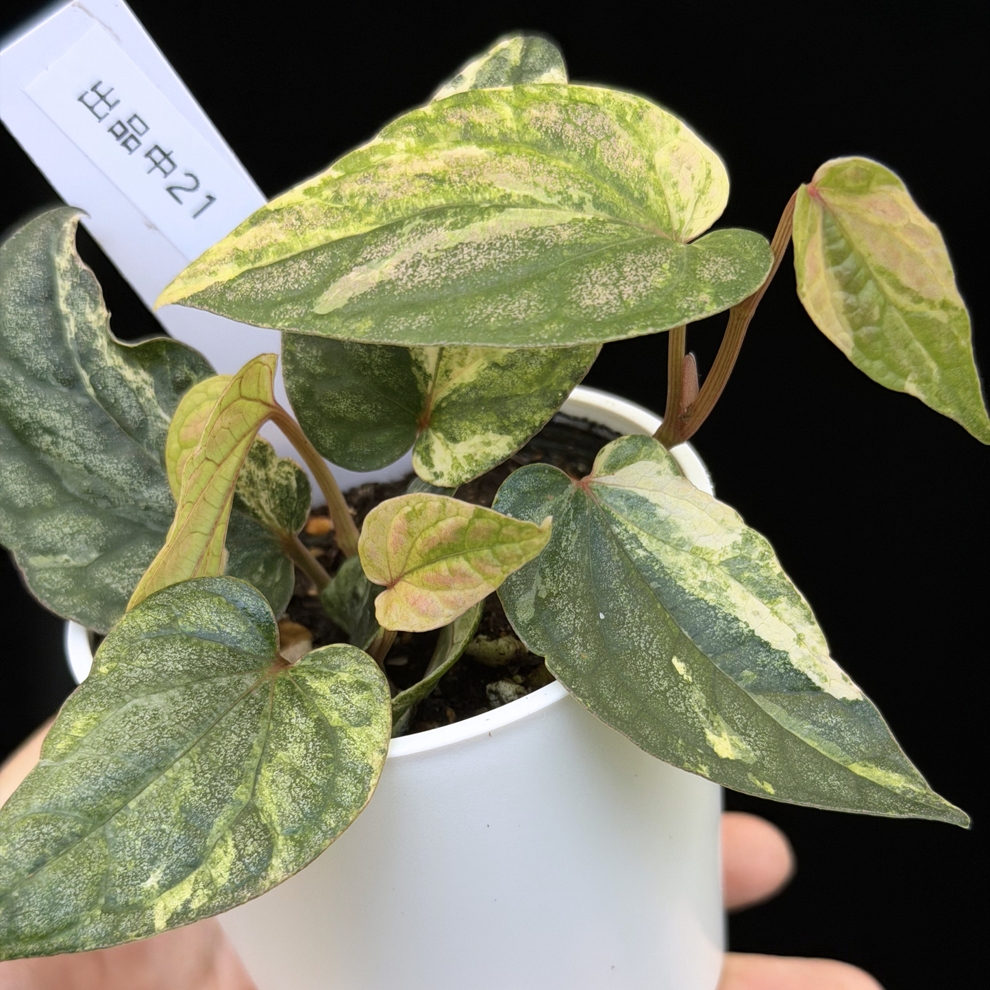 【一点もの】Piper sylvaticum variegated  ピペル シルバティクム斑入り 21