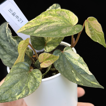 【一点もの】Piper sylvaticum variegated  ピペル シルバティクム斑入り 21