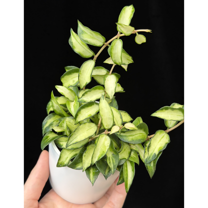 【一点もの販売】ホヤ ラクノサ ブルーノ Hoya Lacunosa Bruno