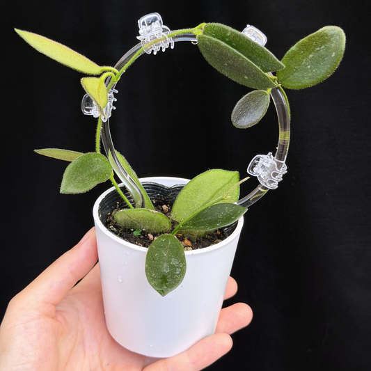 【一点もの】ホヤ トムソニー  Hoya thomsonii クリア支柱 Sサイズ仕立て