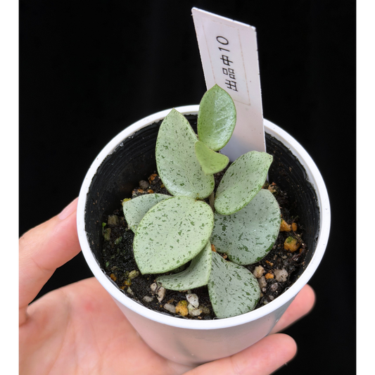 【一点もの】ホヤ マチルダ シルバー Hoya mathilde silver 希少 レア 10