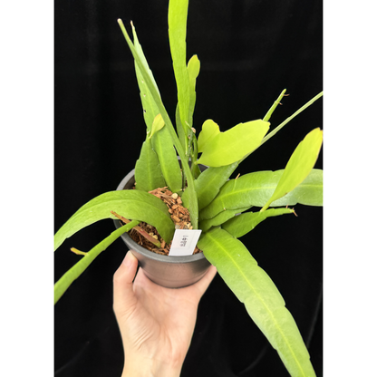 【一点もの】姫月下美人 4号 プラスチック鉢 BLACK PLASTIC POT 受け皿付き 1