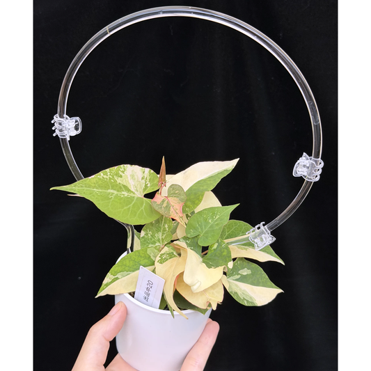 【一点もの】ファロピア マルチフローラ 斑入り クリア支柱Mサイズ仕立て Fallopia multiflora 'Variegata'　20