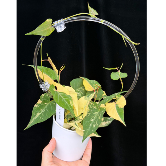 【一点もの販売】ファロピア マルチフローラ 斑入り クリア支柱Mサイズ仕立て Fallopia multiflora 'Variegata'　11