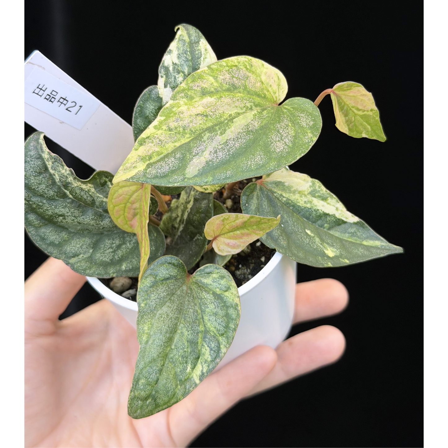 【一点もの】Piper sylvaticum variegated  ピペル シルバティクム斑入り 21