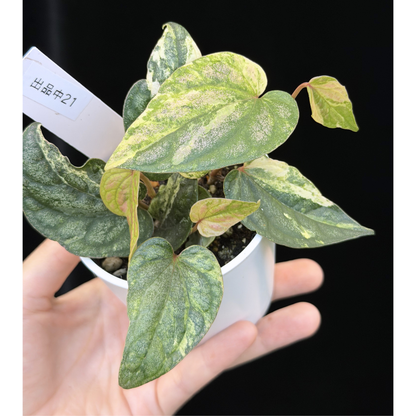 【一点もの】Piper sylvaticum variegated  ピペル シルバティクム斑入り 21