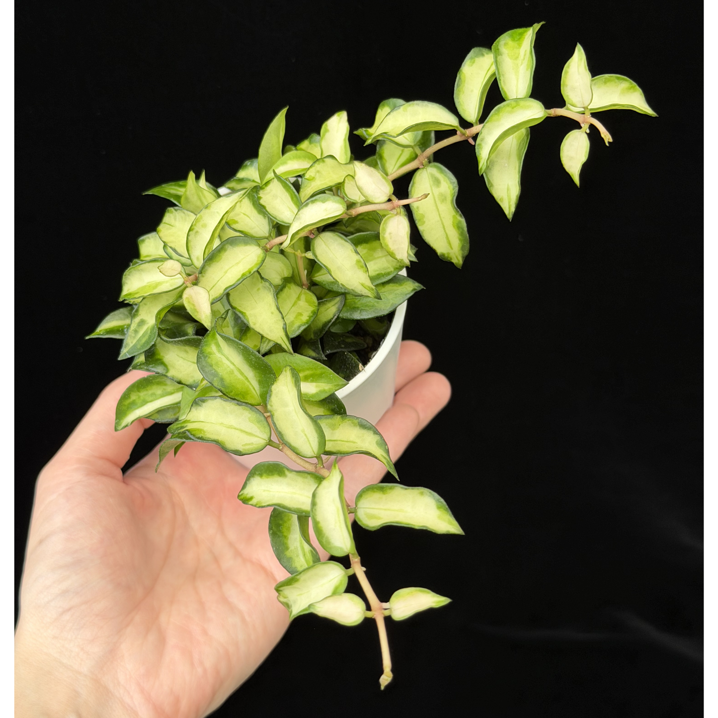 【一点もの販売】ホヤ ラクノサ ブルーノ Hoya Lacunosa Bruno