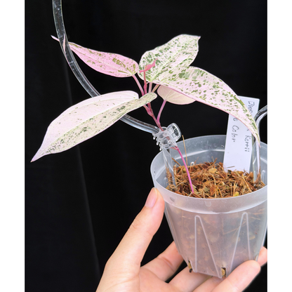 【一点もの】Dioscorea kerrii ‘Crape Color’ ねこチップSS植え クリア支柱Mサイズ仕立 激レア