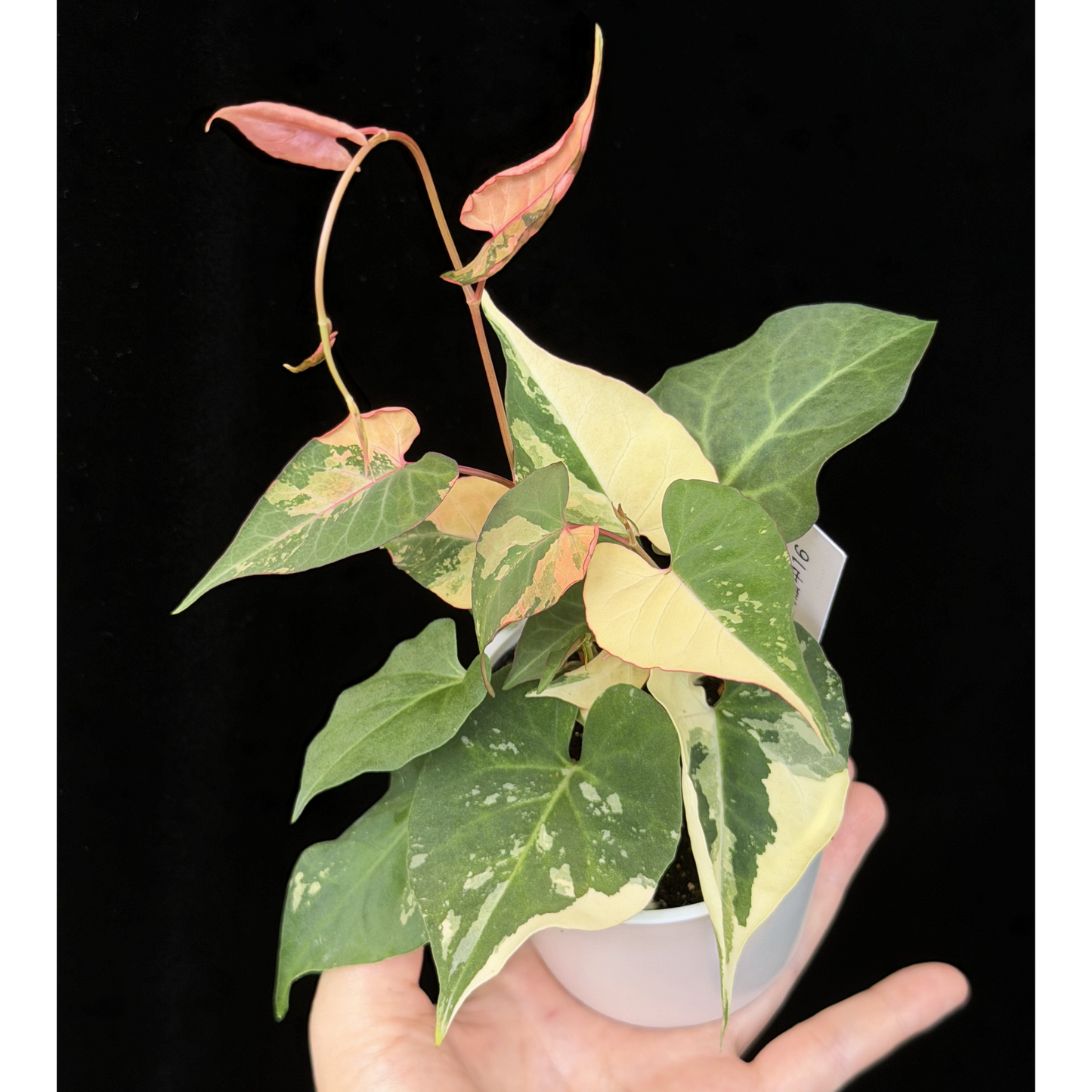 【一点もの販売】ファロピア マルチフローラ 斑入り Fallopia multiflora 'Variegata'   16